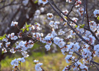 The Secret of Small Flowering Trees: 8 Amazing Small Trees Small flowering trees