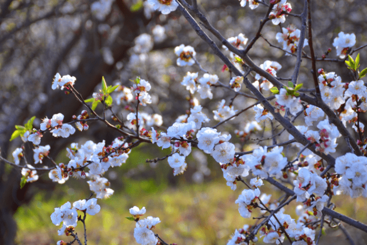 Small flowering trees