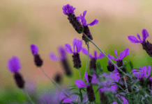 Spanish Lavender: 5 Simple Steps To Grow It From Seeds Spanish Lavender