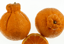 Sumo Oranges: Information About Sumo Citrus Sumo Oranges