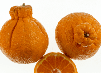 Sumo Oranges: Information About Sumo Citrus Sumo Oranges