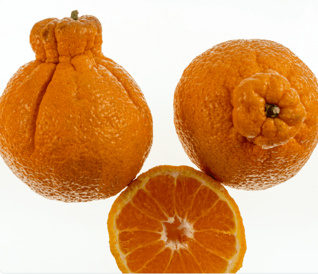 Sumo Oranges