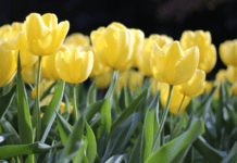 Tulip Flowers Growing: Growing tulips as easy as 1,2,3 Tulip Flowers Growing