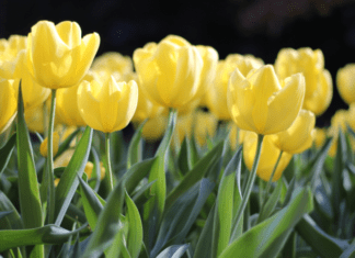 Tulip Flowers Growing: Growing tulips as easy as 1,2,3 Tulip Flowers Growing