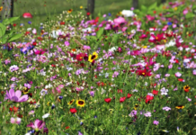 Wildflower: Fall In Love With 4 Bountiful Wildflower Varieties