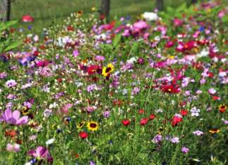 Wildflower: Fall In Love With 4 Bountiful Wildflower Varieties