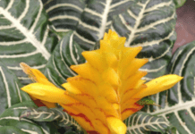 Zebra Plants: Tropical But Easy To Grow Aphelandra Squarrosa
