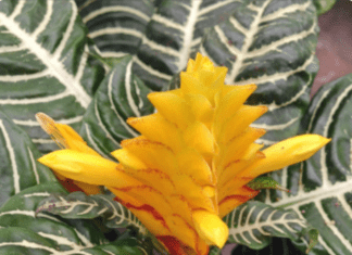 Zebra Plants: Tropical But Easy To Grow Aphelandra Squarrosa