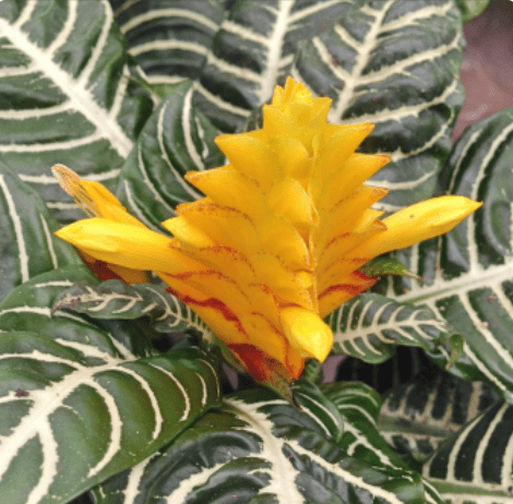 Zebra Plants: Tropical But Easy To Grow Aphelandra Squarrosa