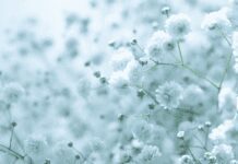 Baby‘s Breath (Gypsophila paniculata) Baby’s breath
