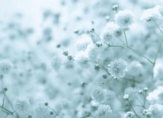 Baby‘s Breath (Gypsophila paniculata) Baby’s breath