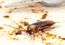 Bed Bugs Vs Cockroaches: 2 Basic Differences Between Bed Bug and Flea Bites Bed Bugs Vs Cockroaches