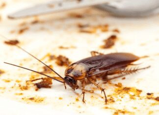 Bed Bugs Vs Cockroaches: 2 Basic Differences Between Bed Bug and Flea Bites Bed Bugs Vs Cockroaches