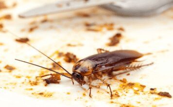 Bed Bugs Vs Cockroaches: 2 Basic Differences Between Bed Bug and Flea Bites Bed Bugs Vs Cockroaches