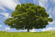 Beech Tree News With Alarming Expert Interview Beech Tree News