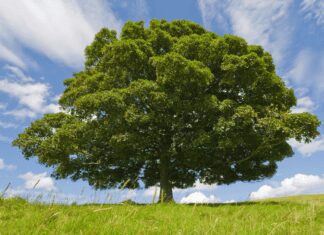 Beech Tree News With Alarming Expert Interview Beech Tree News