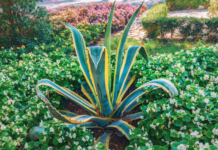 Succeed With Century Plant In 24 Hours Century plant