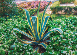 Succeed With Century Plant In 24 Hours Century plant