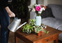 10 Colorful Houseplants: Adorn Your Home This Christmas Colorful Houseplants