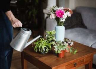 10 Colorful Houseplants: Adorn Your Home This Christmas Colorful Houseplants