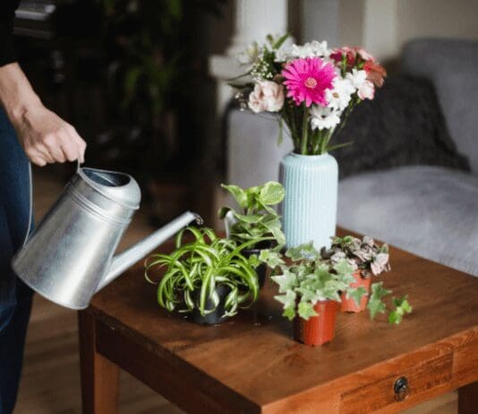 10 Colorful Houseplants: Adorn Your Home This Christmas Colorful Houseplants