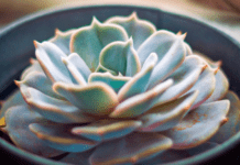 Echeveria Miranda: 12 Little-known Echeveria Varieties Echeveria Miranda