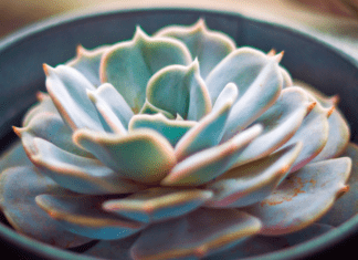 Echeveria Miranda: 12 Little-known Echeveria Varieties Echeveria Miranda