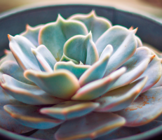 Echeveria Miranda: 12 Little-known Echeveria Varieties Echeveria Miranda