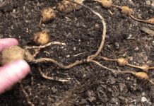 How To Grow Illusive Groundnuts In Gardens Groundnut