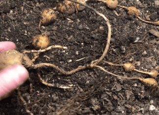 How To Grow Illusive Groundnuts In Gardens Groundnut