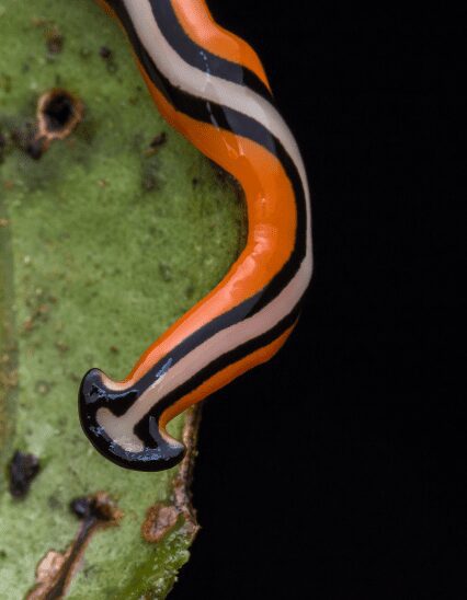 Hammerhead Worm