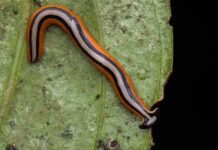 Hammerhead Worms: 1 Disgusting Secret Zombies Could Learn From These Worms Hammerhead Worms