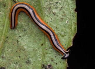 Hammerhead Worms: 1 Disgusting Secret Zombies Could Learn From These Worms Hammerhead Worms