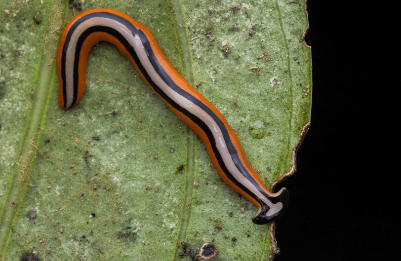 Hammerhead Worms