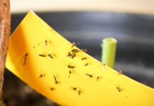 How To Get Rid Of Houseplant Gnats: 4 Ways To Clear Them All Houseplant Gnats