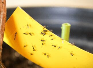 How To Get Rid Of Houseplant Gnats: 4 Ways To Clear Them All Houseplant Gnats