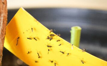 How To Get Rid Of Houseplant Gnats: 4 Ways To Clear Them All Houseplant Gnats