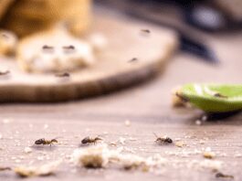 How to Get Rid of Kitchen Ants: 6 Creative Ways to Avoid a Home Infestation How to Get Rid of Kitchen Ants