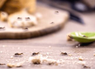 How to Get Rid of Kitchen Ants: 6 Creative Ways to Avoid a Home Infestation How to Get Rid of Kitchen Ants