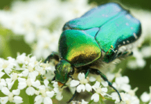 June Bugs: 4 Most Asked Questions Answered June Bug