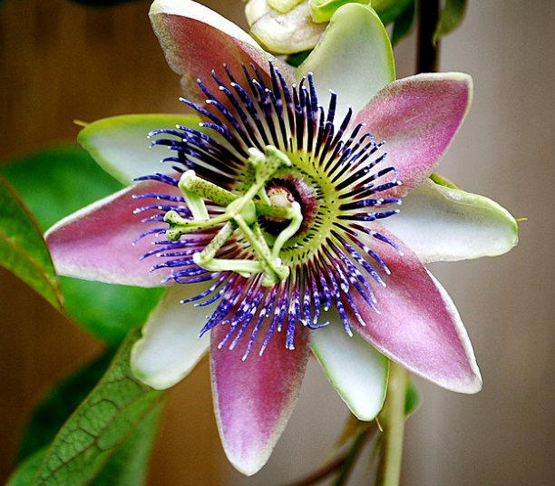 Passiflora 'Allardii'