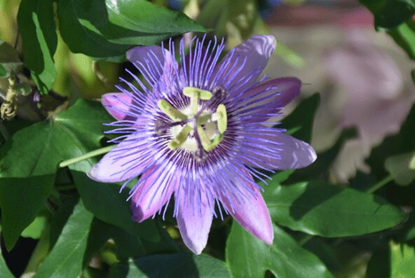 Passiflora Amethyst's