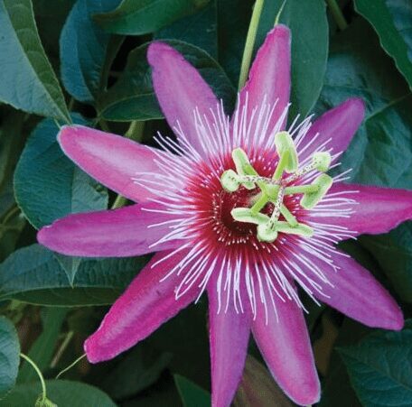 Passiflora'Anastasia'