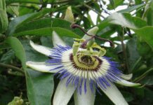 Passiflora Caerulea Passionflower: 21 Types Of Passionate Passiflora Passiflora Caerulea Passionflower