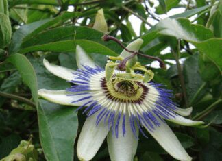 Passiflora Caerulea Passionflower: 21 Types Of Passionate Passiflora Passiflora Caerulea Passionflower