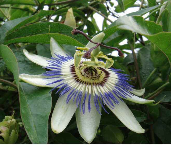 Passiflora Caerulea l