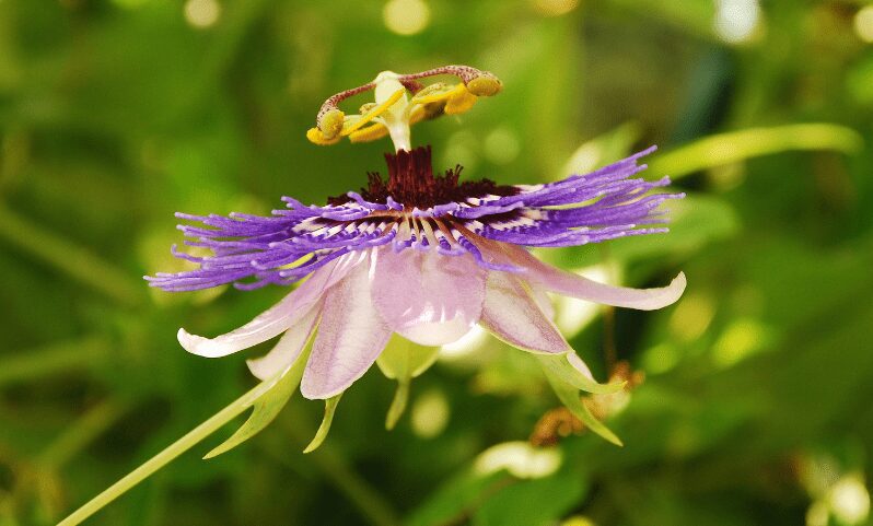 Passiflora'Purple Haze'