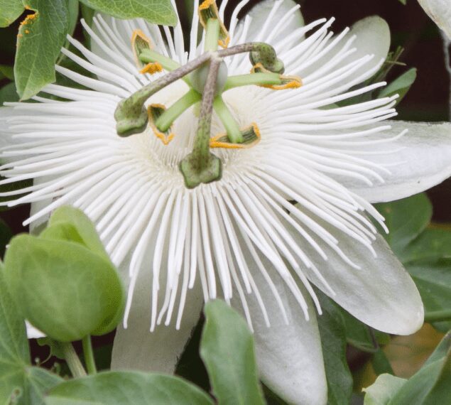 Passiflora caerulea'Constance Elliot'