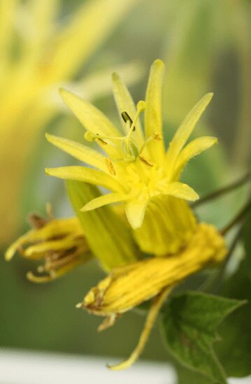 Passiflora citrine