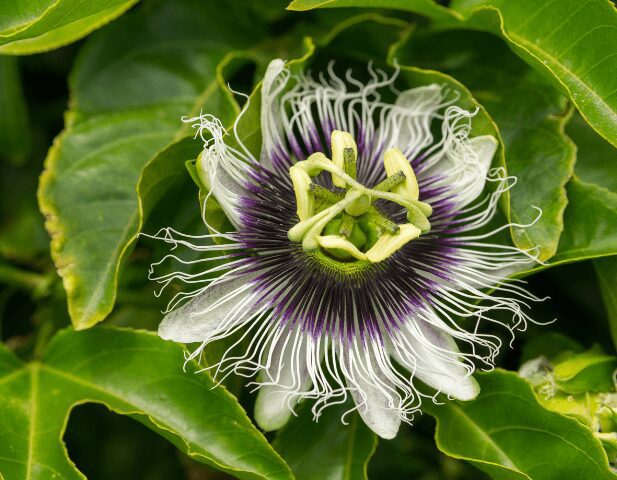 Passiflora edulis